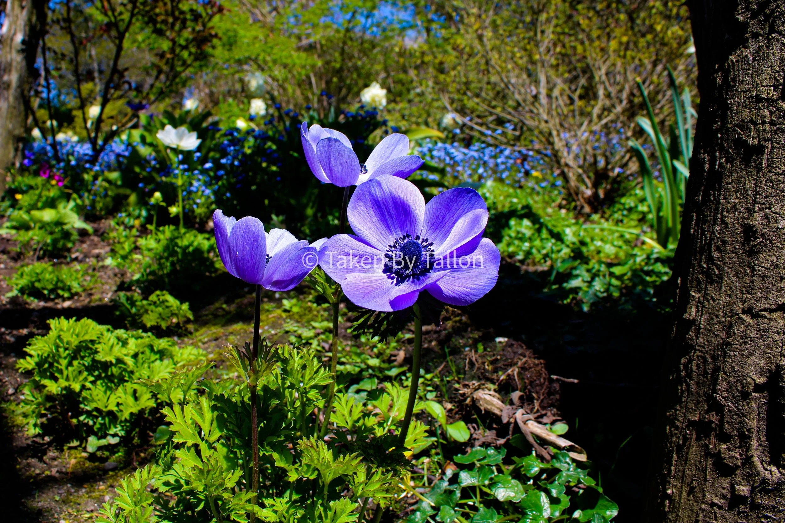 tres blooms.jpg