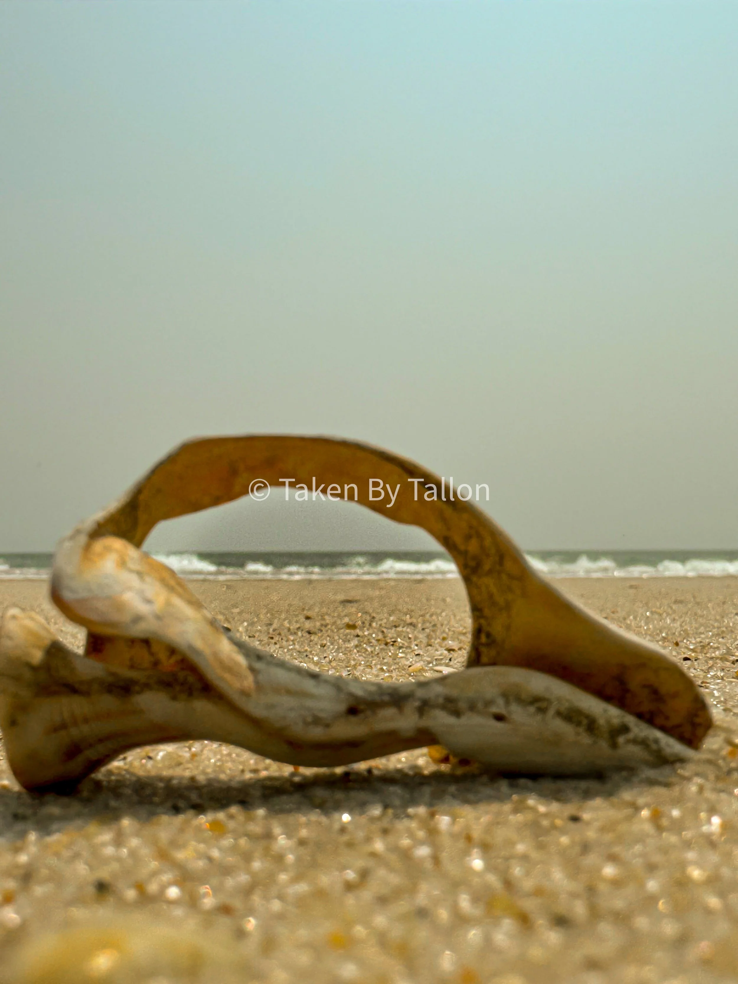 Eye of the Tide.jpg