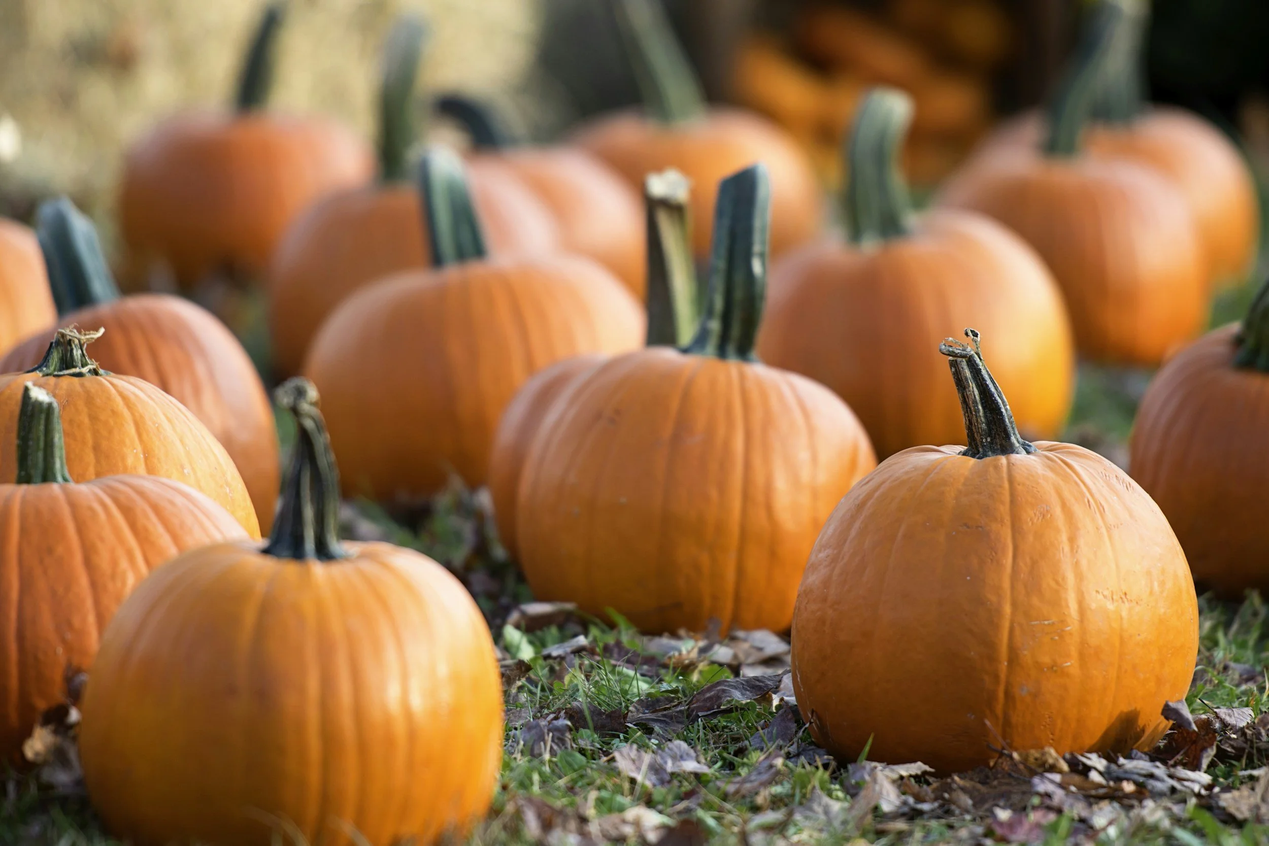 The Perfect Pumpkin 
