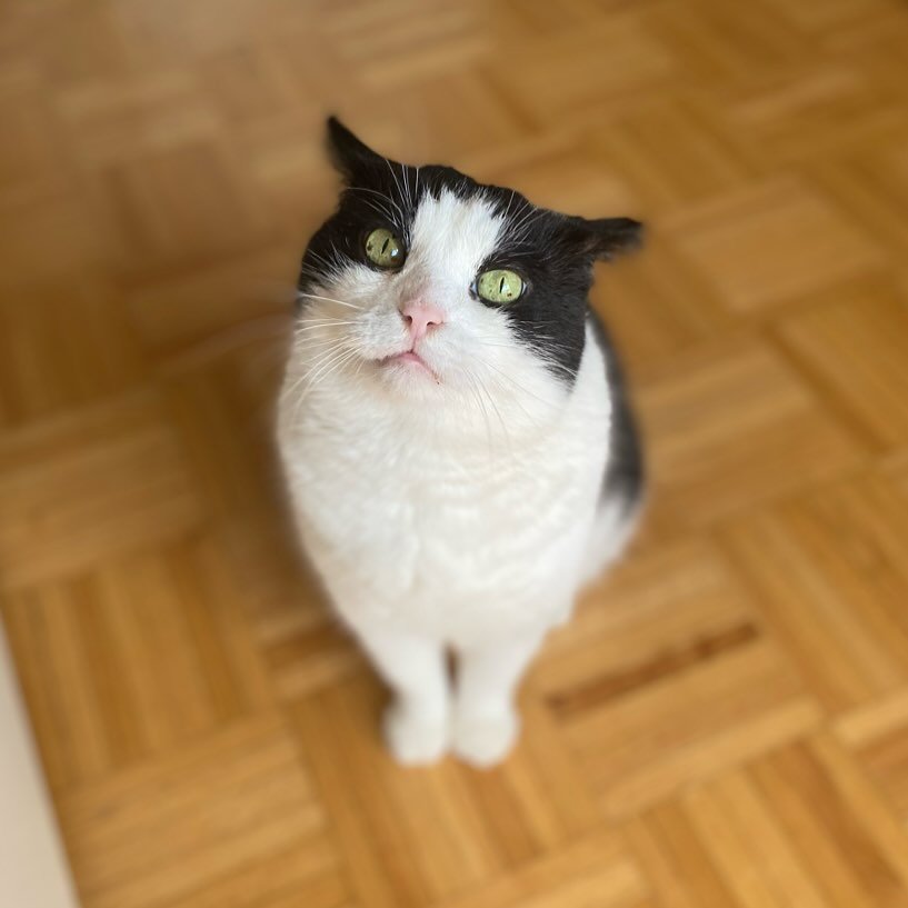 💖 no thoughts, just floof from Captain Mal #friyay #catmom 💖