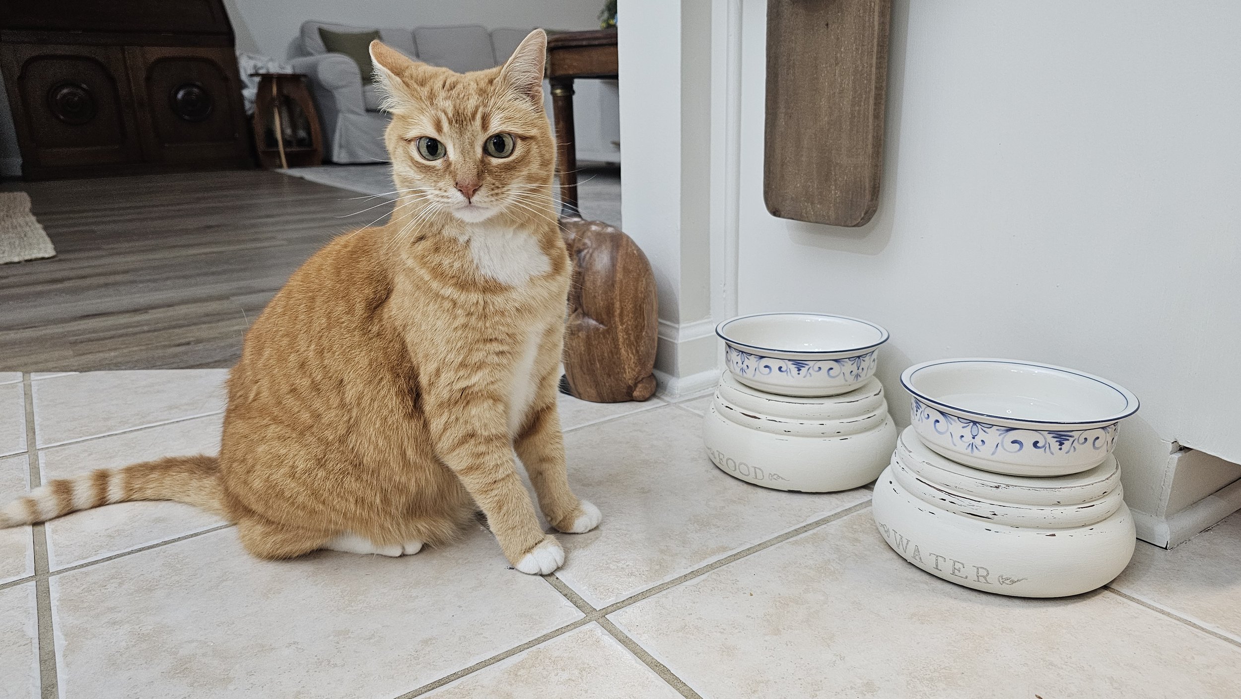 How To DIY Pet Food Bowls 01.jpg