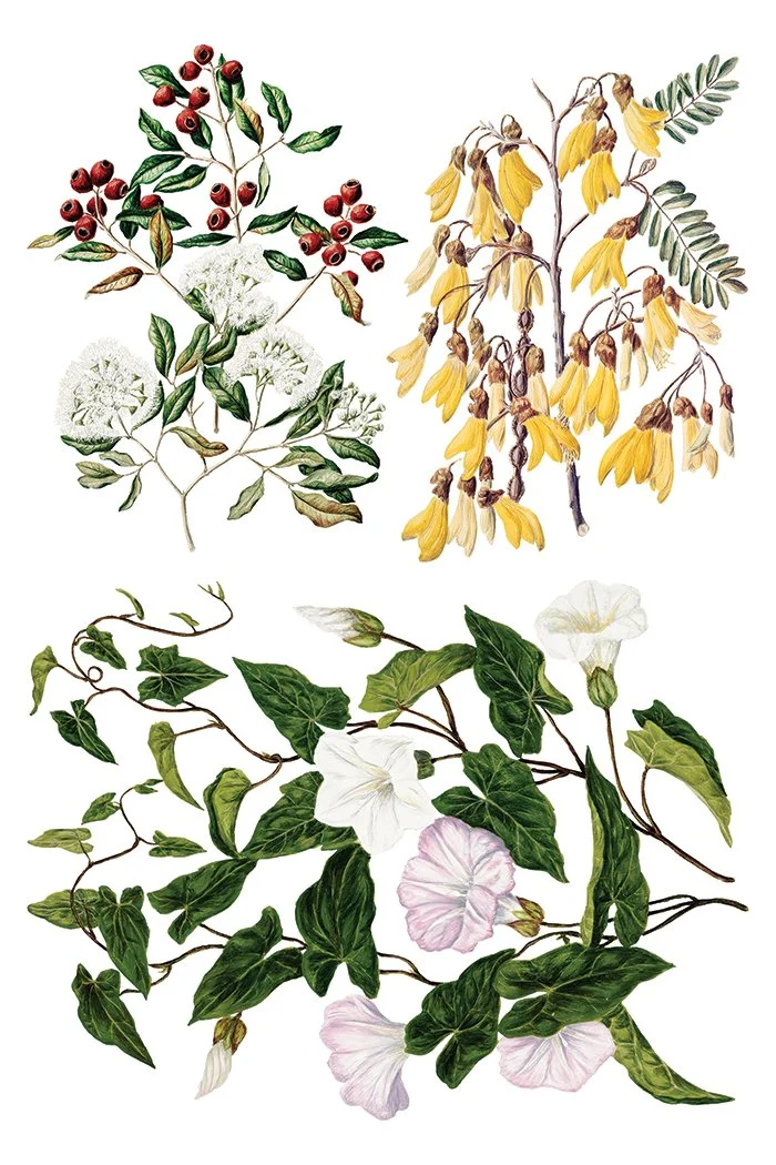 Copy of IOD-TRA-SAR Sarah Featon’s Botanicals transfer artwork page 7 small.jpg