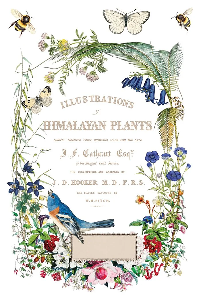 IOD-TRA-FLG Flora Greca page 4 small.jpg