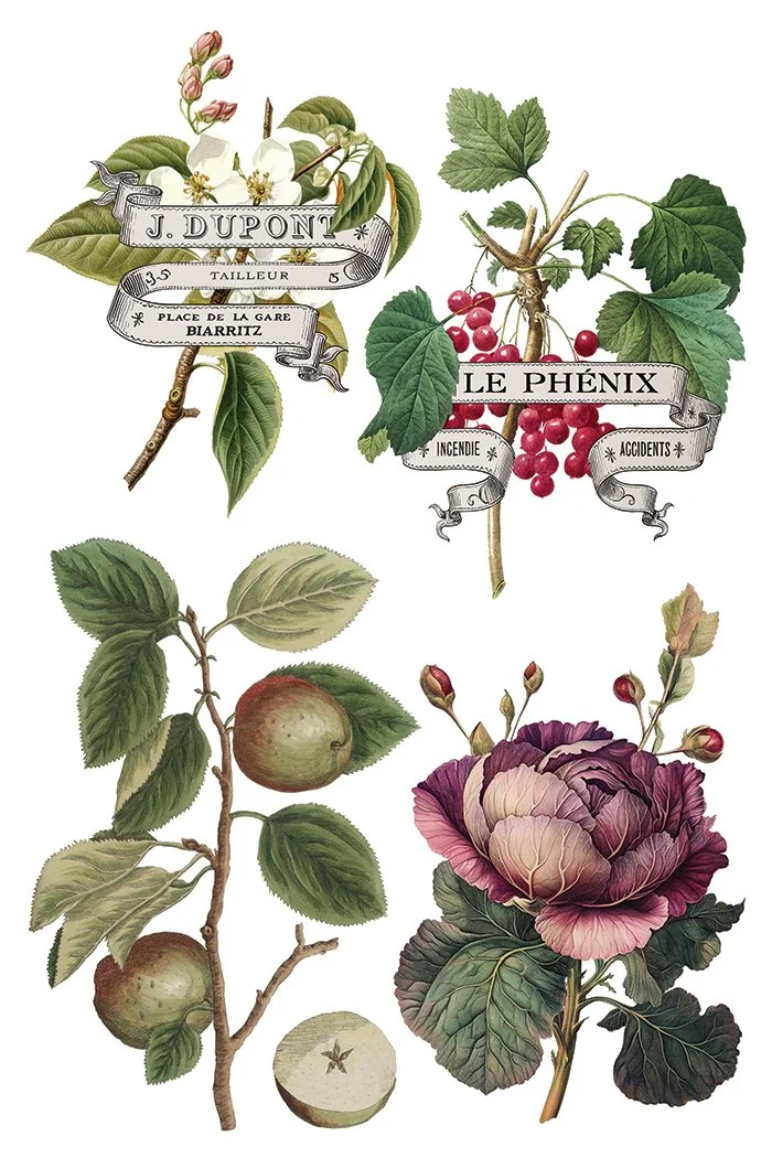 Copy of IOD-TRA-CLE Clementine transfer artwork page 4 small.jpg