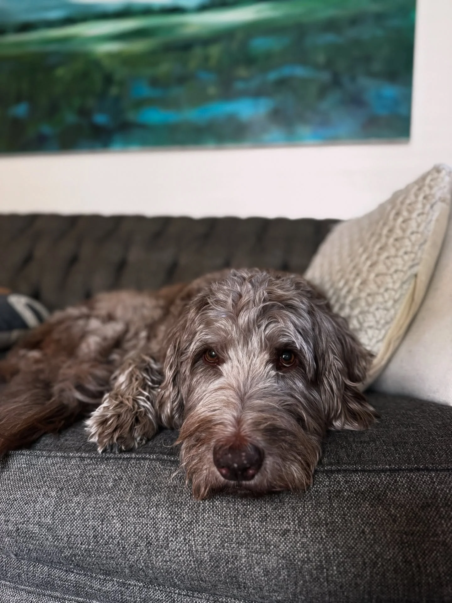 Celebrating  National Dog Day with my chief nap strategist 🐾 Walter. 

10-years-old. Solid soundboard. Regularly walks out of meetings. Ignores deadlines. Negotiates his salary strictly in cheese. Was the most challenging individual I&rsquo;ve ever 