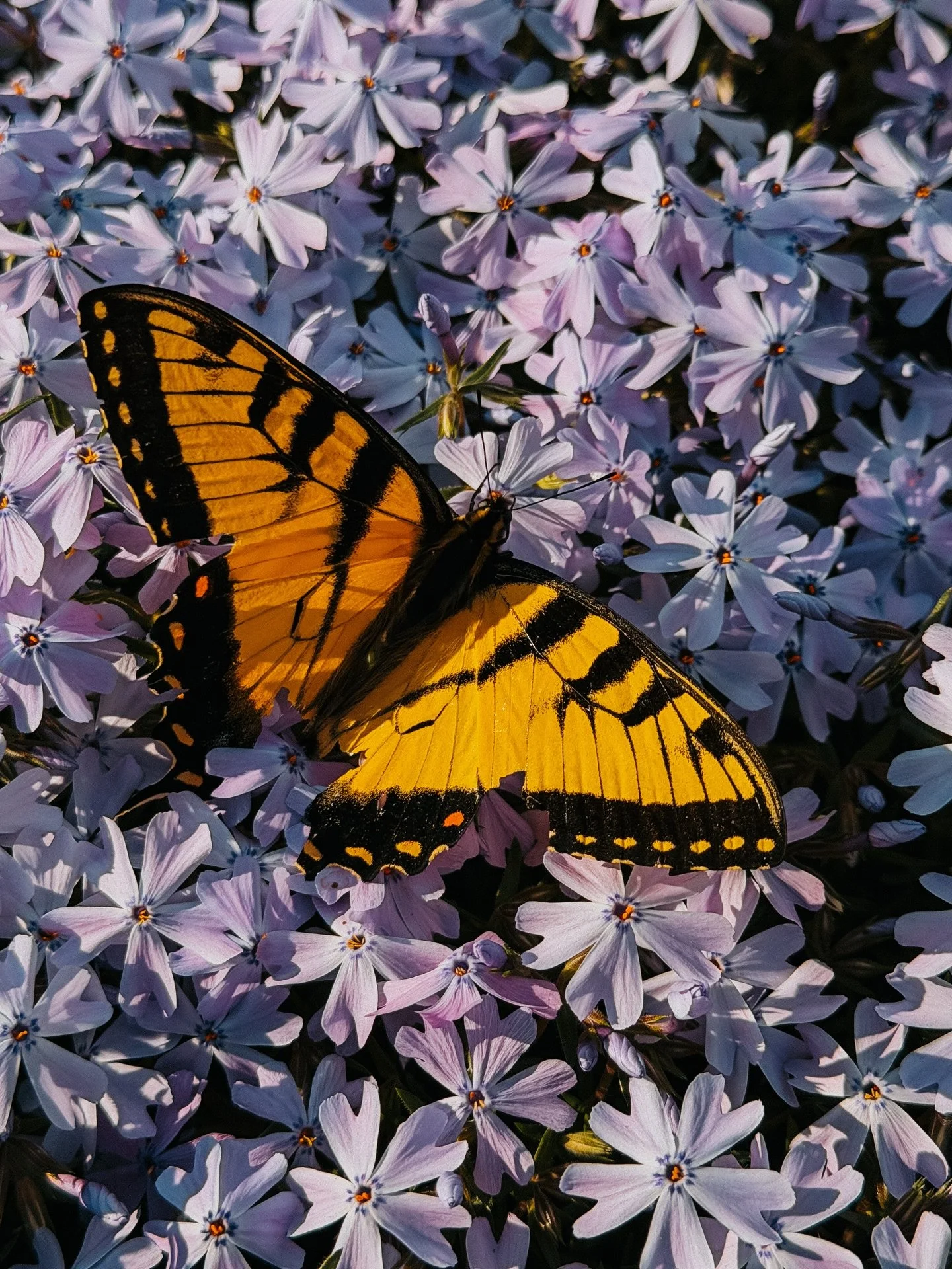 Imperfections never affect the wingspan and only make the subject more fascinating. 🦋