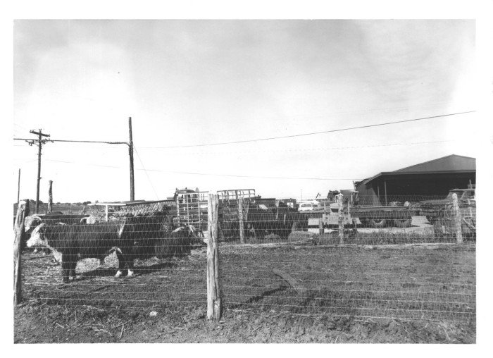 Do Fence Me In: Barbed Wire and the Texas Cattle Industry (June 23, 2026)