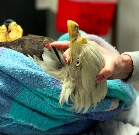 Eagle.png