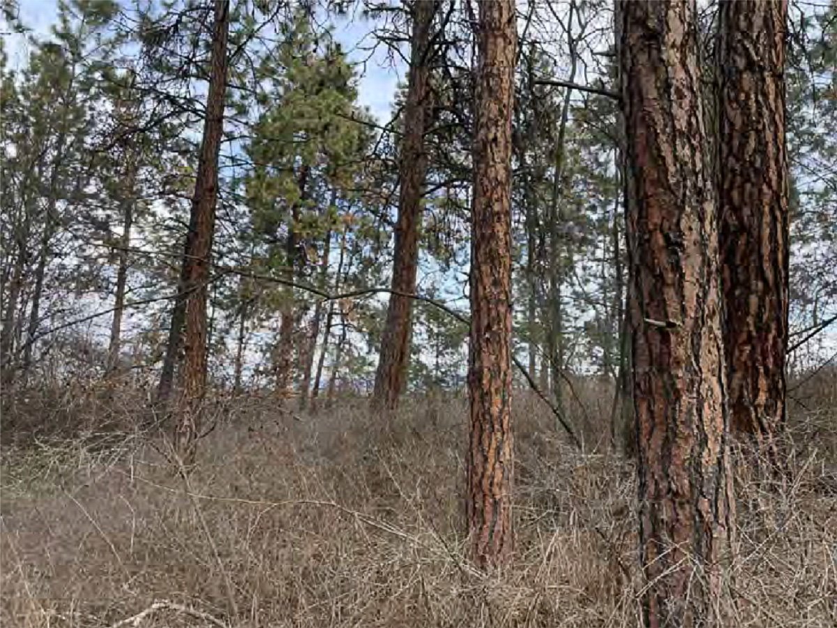 View within Polygon 10 (ESA-2 along Old Ferry Wharf Road) looking 
northeast