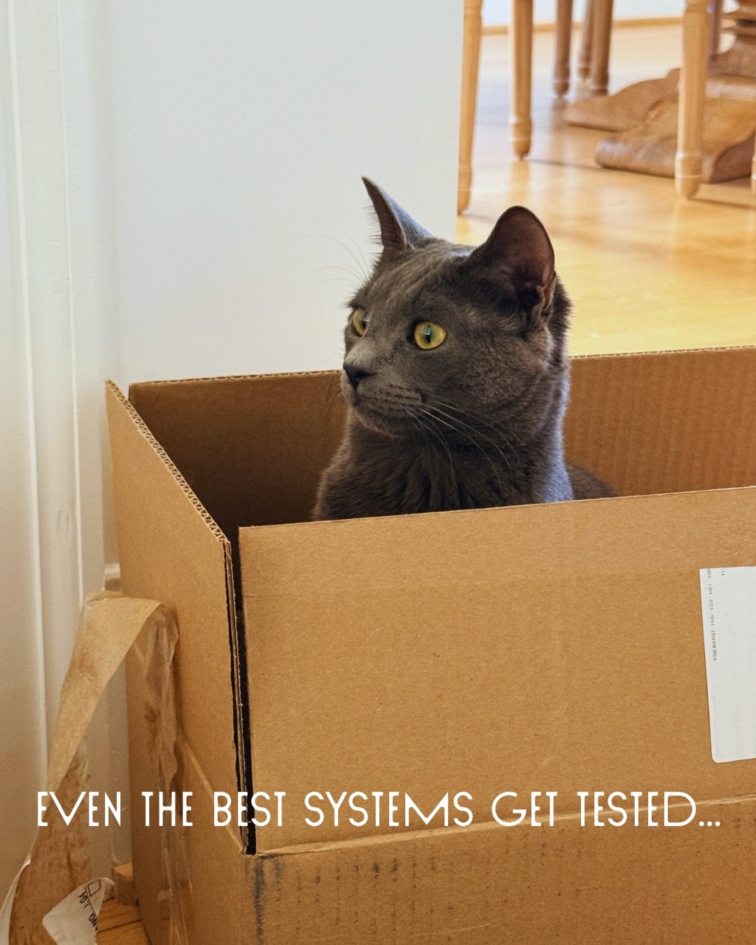 Because the best spaces aren&rsquo;t just organized, they&rsquo;re lived in! 🐾

#organizedliving #functionaldesign #columbiasc #reallife #organization