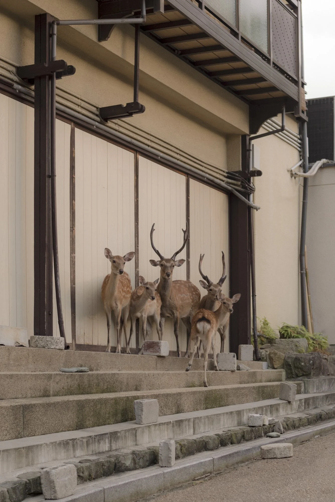 The Deer That Saw Us, 2018
Inkjet C-Print Mounted on Sintra