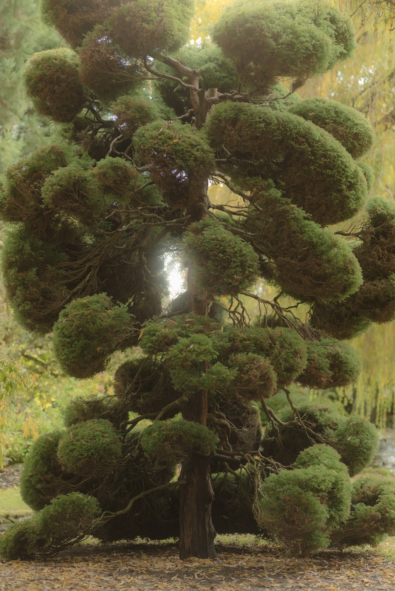 Zelda Tree, 2017
Inkjet C-Print Mounted on Sintra