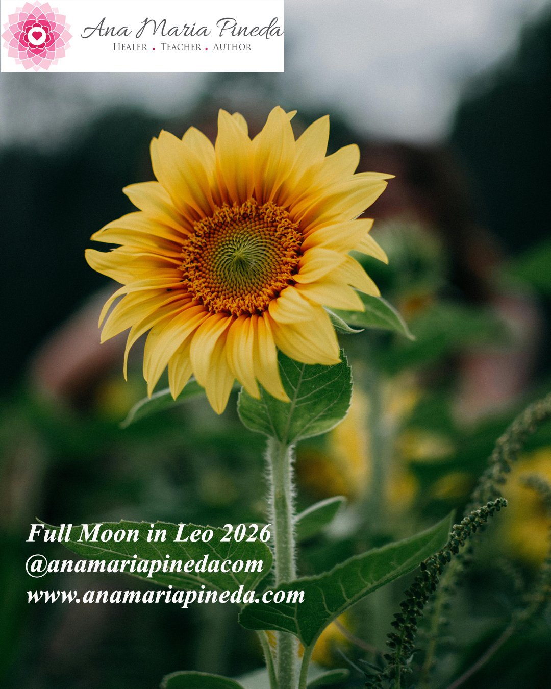 Full Moon in Leo 2026