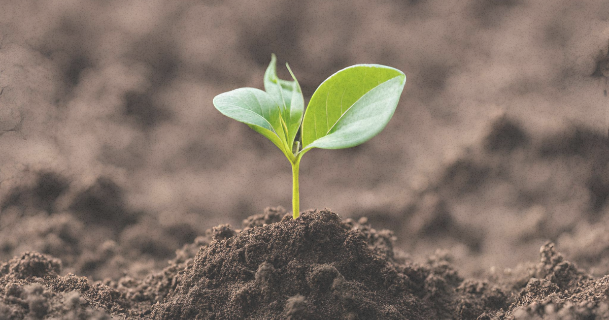 A Carbon Project Development Journey