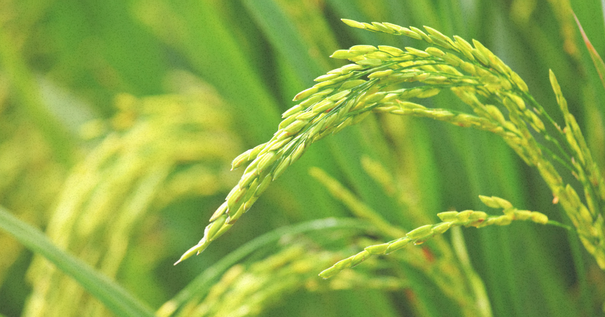 The Problem with Rice