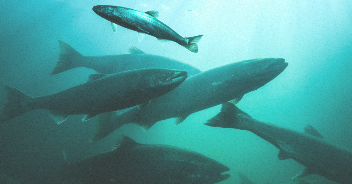 A Once-in-a-Generation Opportunity to Modernize Hydropower and Protect the Fish in Our Waters