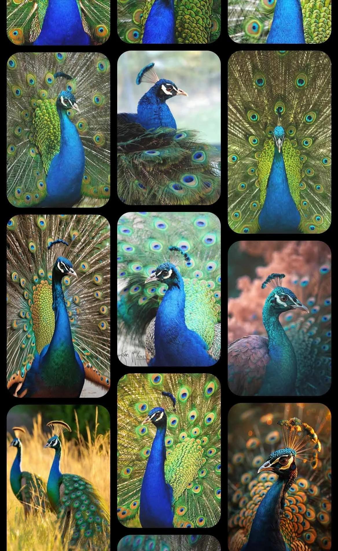 Regal Radiance: Painting the Peacock in Full Colour