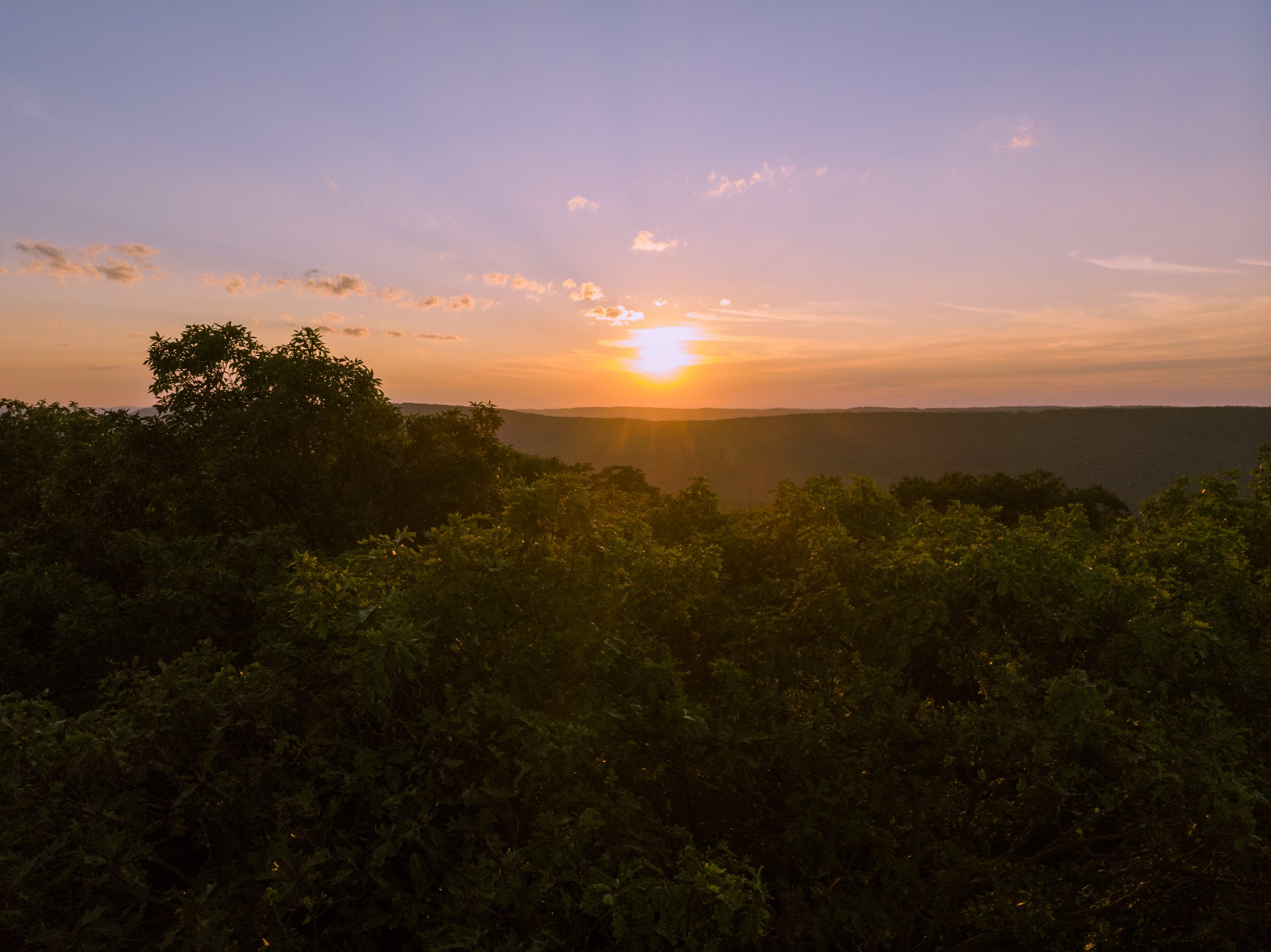 Treetops.jpg