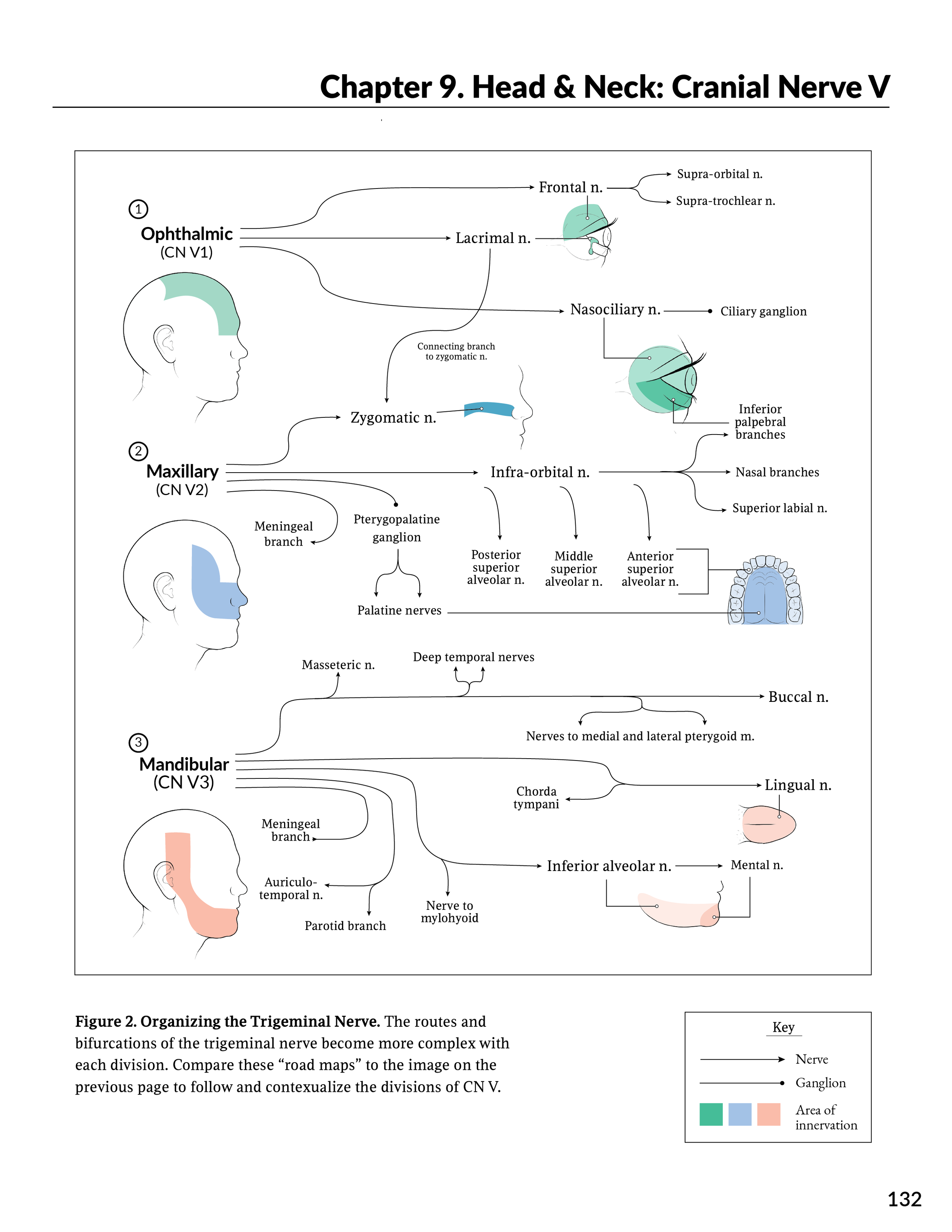 Neuroanatomy Textbook Spread: The Trigeminal Nerve — Juno Shemano