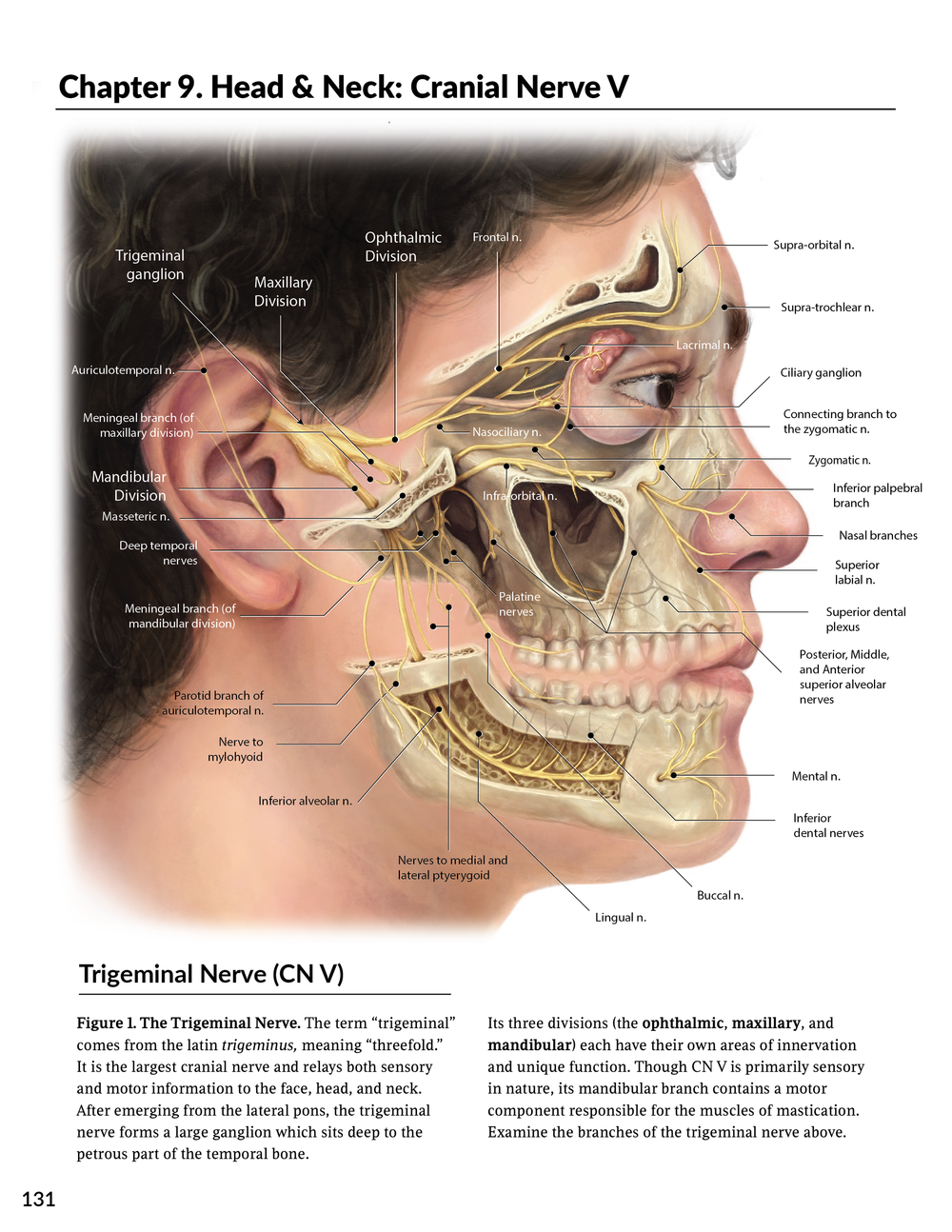 Neuroanatomy Textbook Spread: The Trigeminal Nerve — Juno Shemano