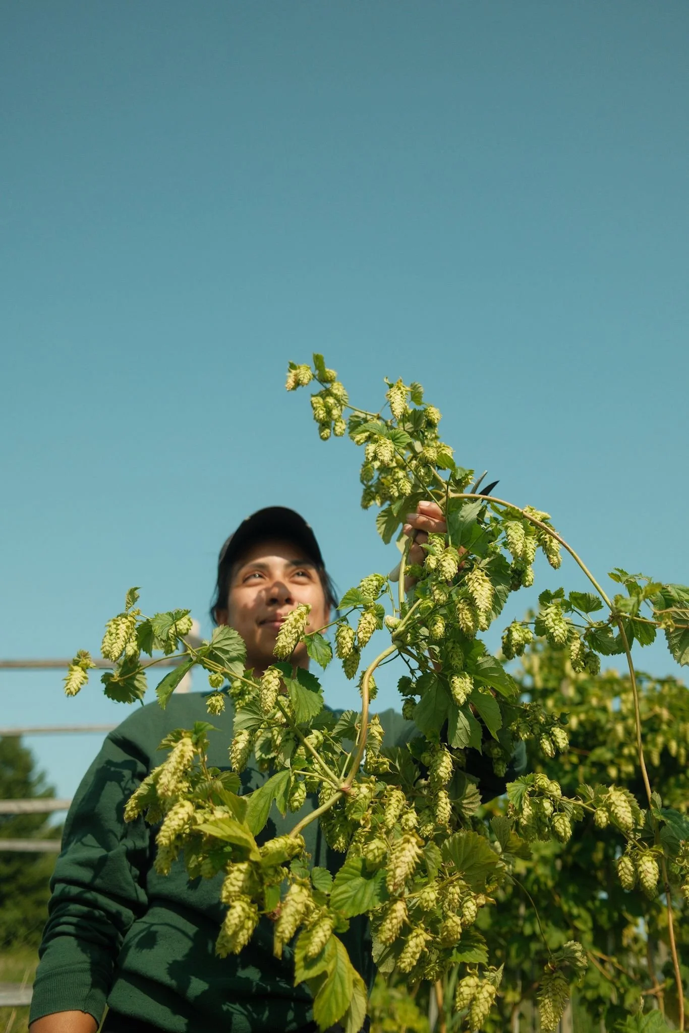 Hops_harvest.jpg