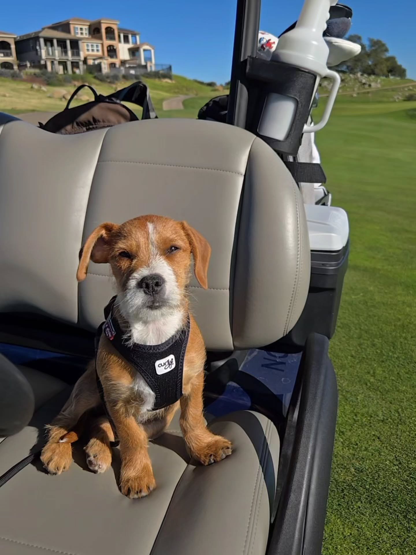 Meet "Fig Newton" (Figgy for short)! My newest cart companion and furry little friend! Excited for the many adventures and rounds to come! #dog #golfdog #thegolfguy #thegolfdog #golf