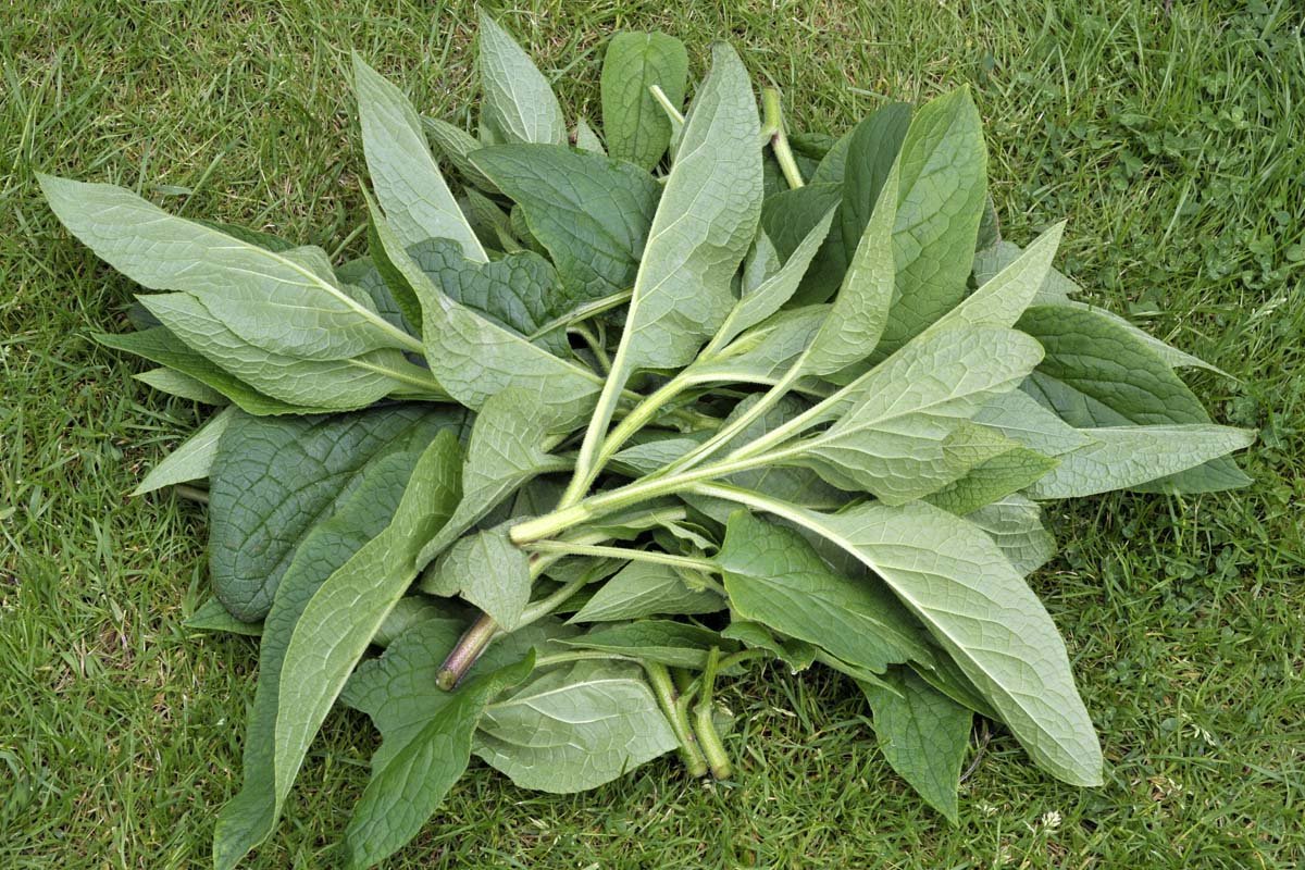 Freshly-Harvested-Comfrey-Leaves-Featured.jpg