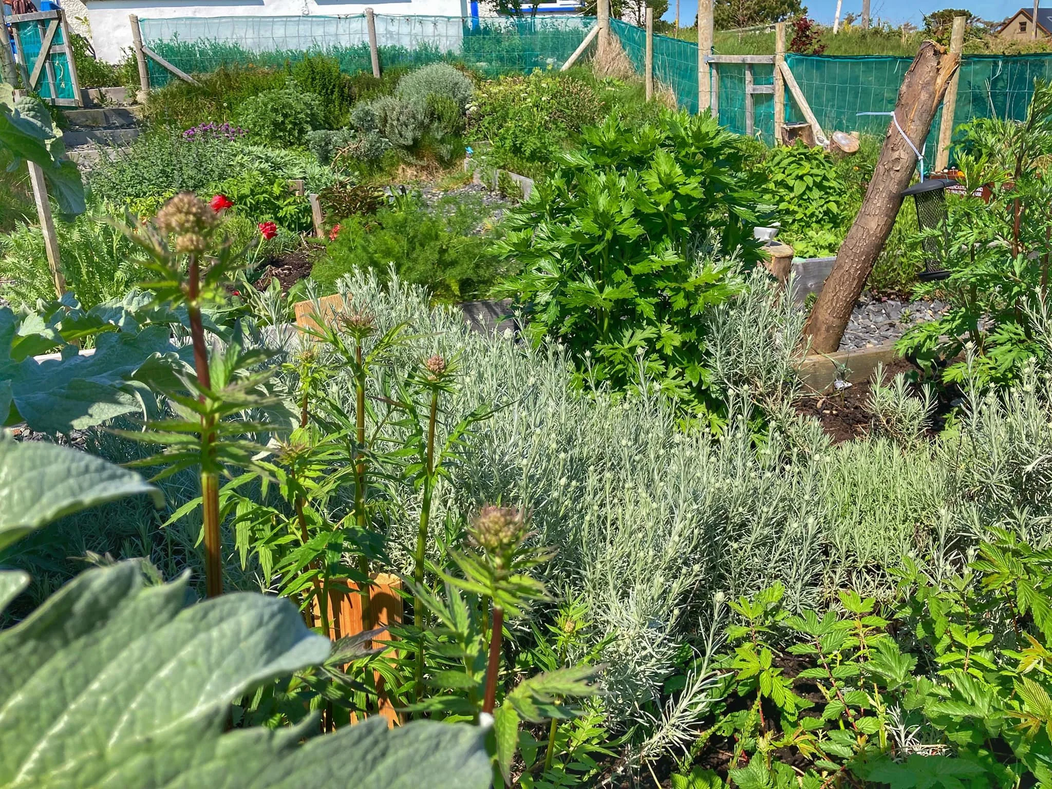 Anamcara Healing Herbal Garden