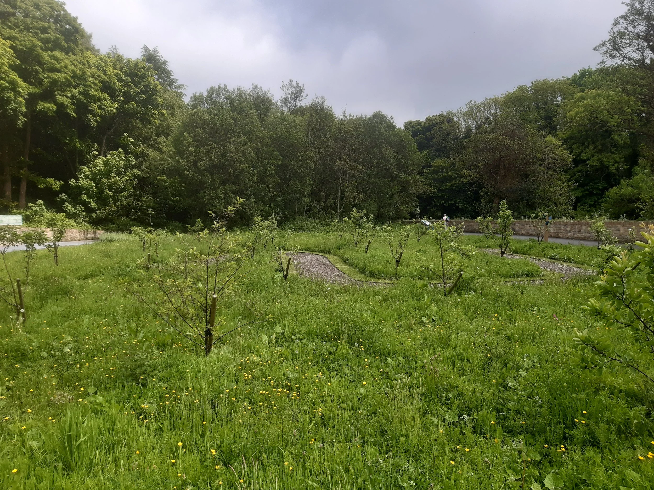 Orchard Swan Park.jpg