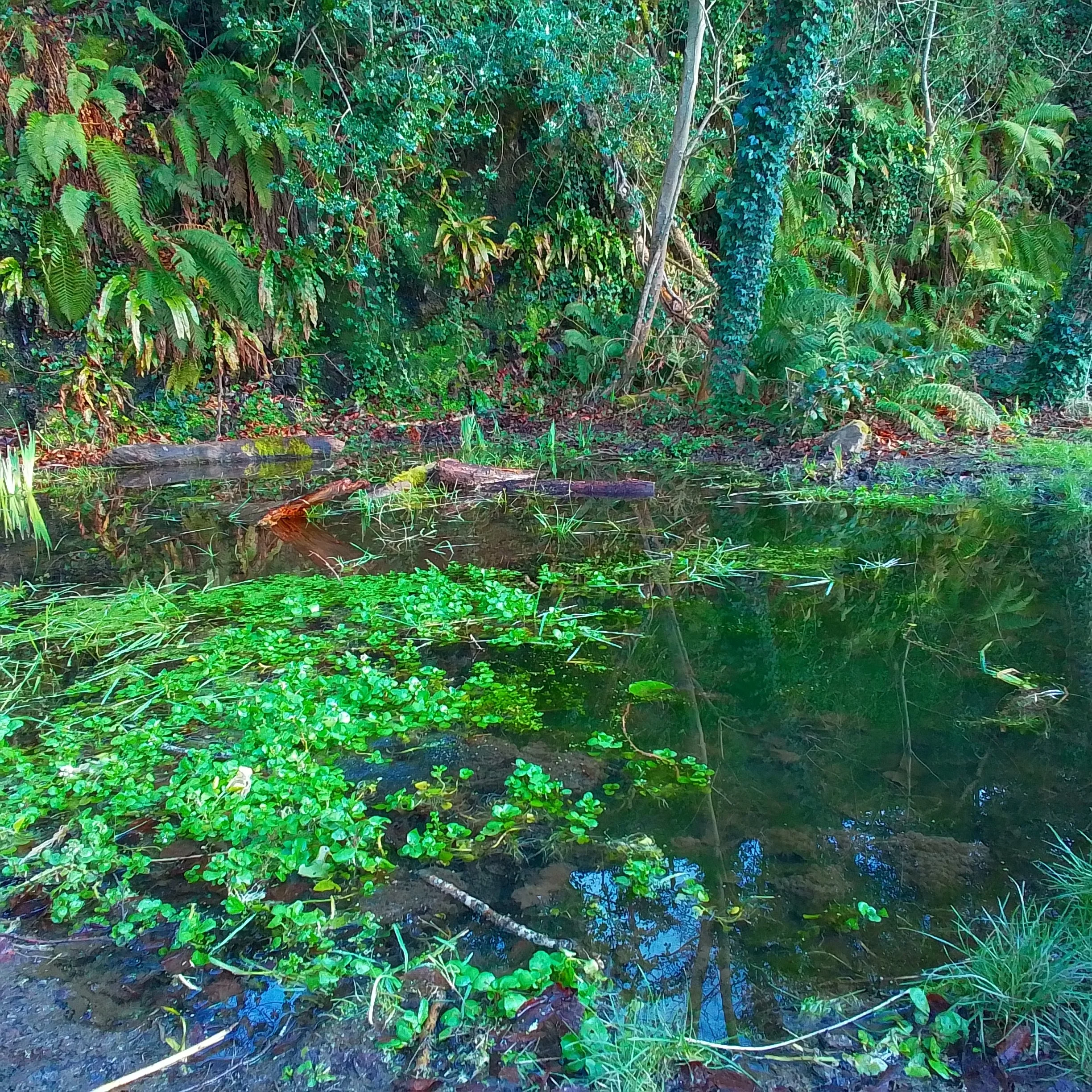 Swan Park Pond 5.jpg