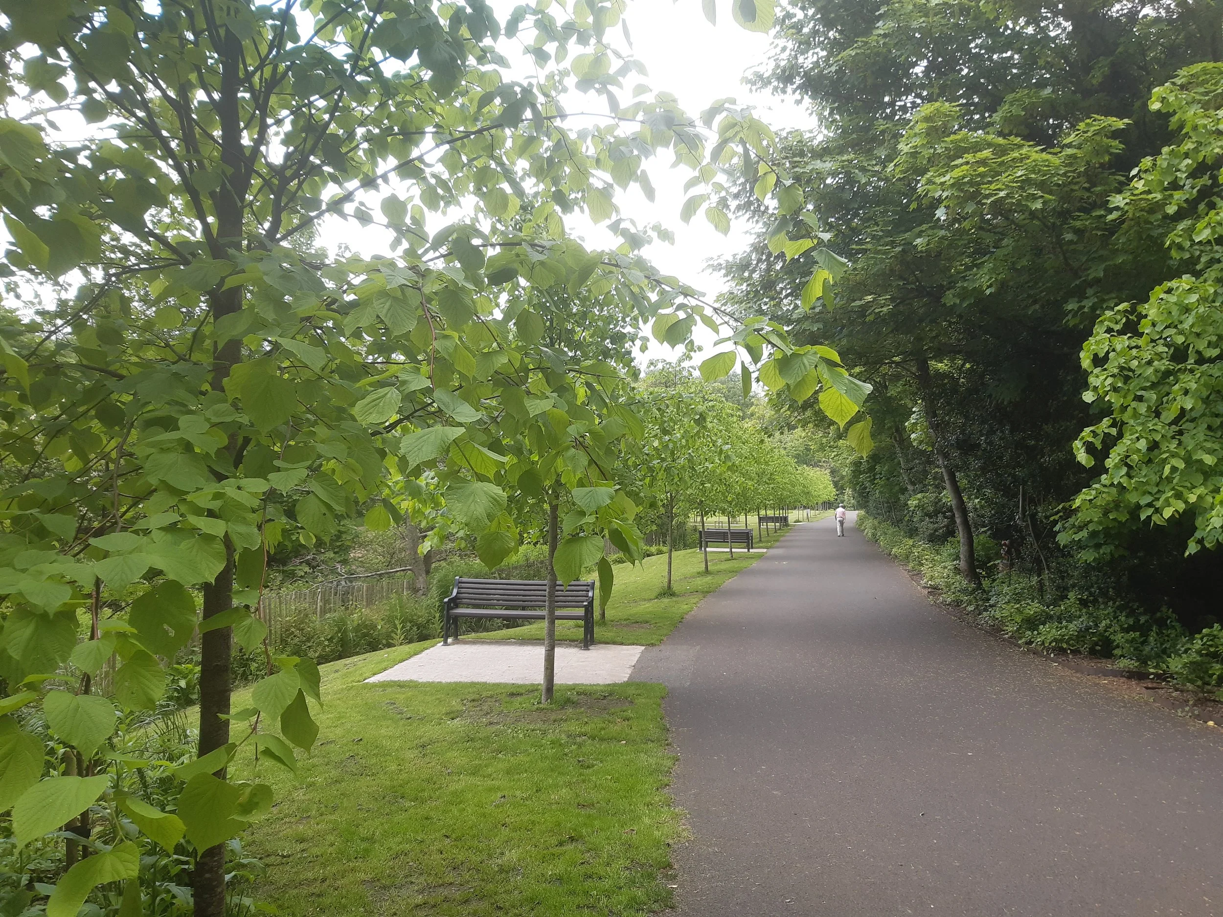 Lime walk Swan Park.jpg