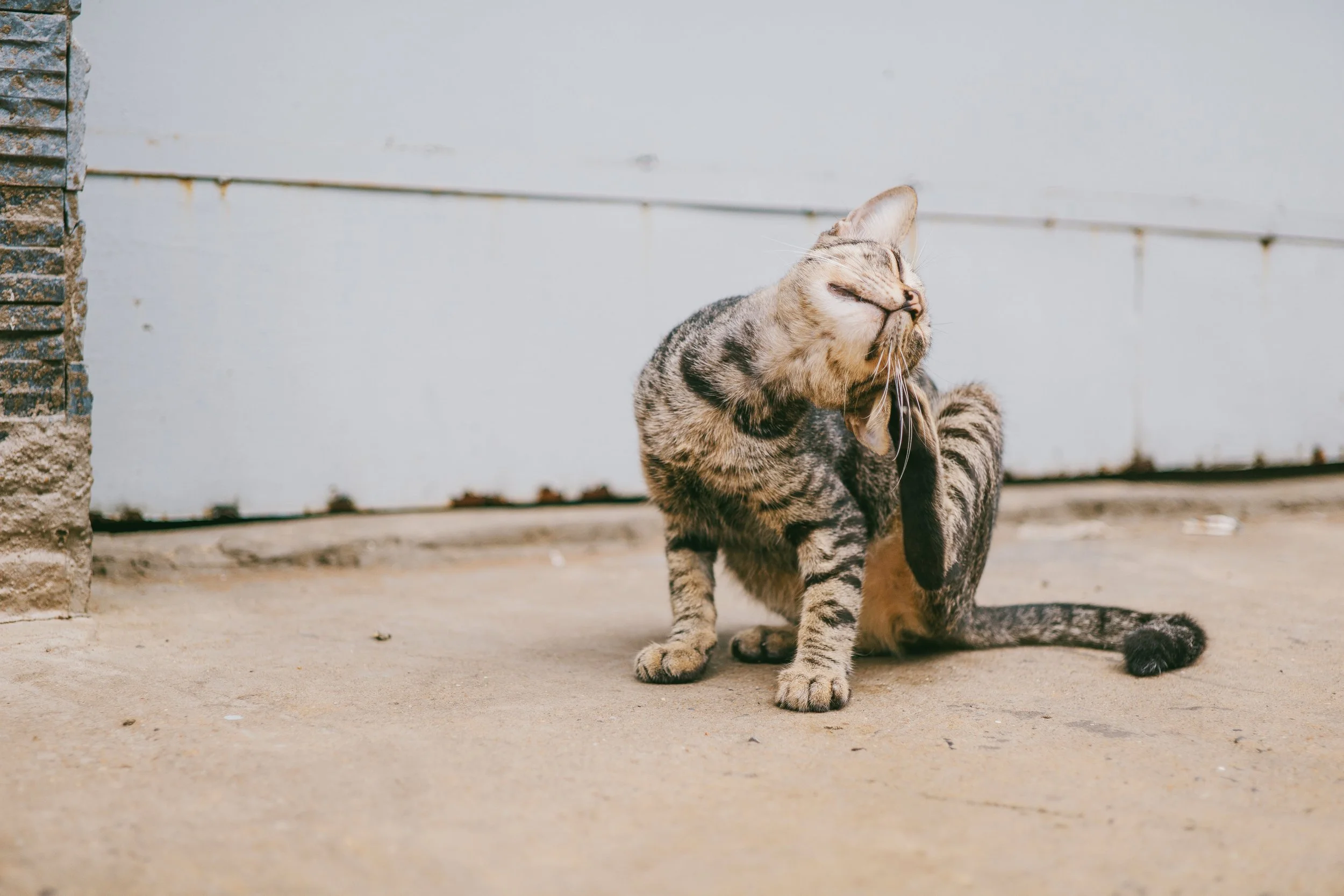 China’s animal lovers fight illegal cat meat trade