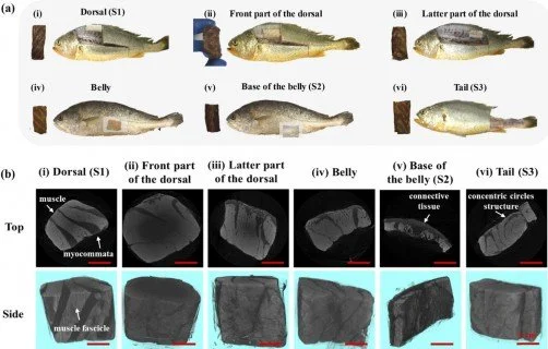 China successfully created plant-based simulated yellow croaker meat tissues by dual-nozzle 3D printing "vegan in china" vegan china