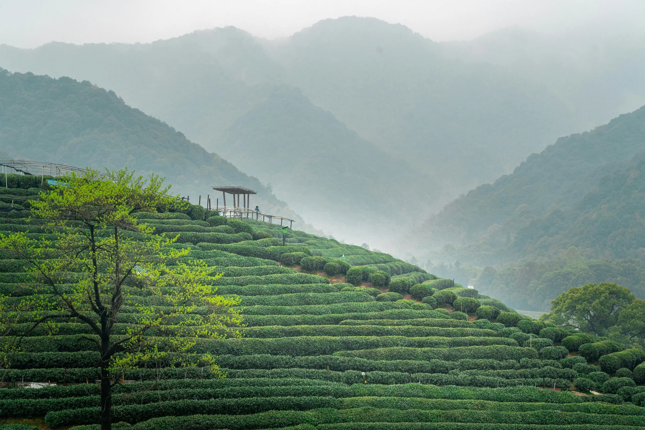 Expert urges developed nations to lead action in global food system transformation