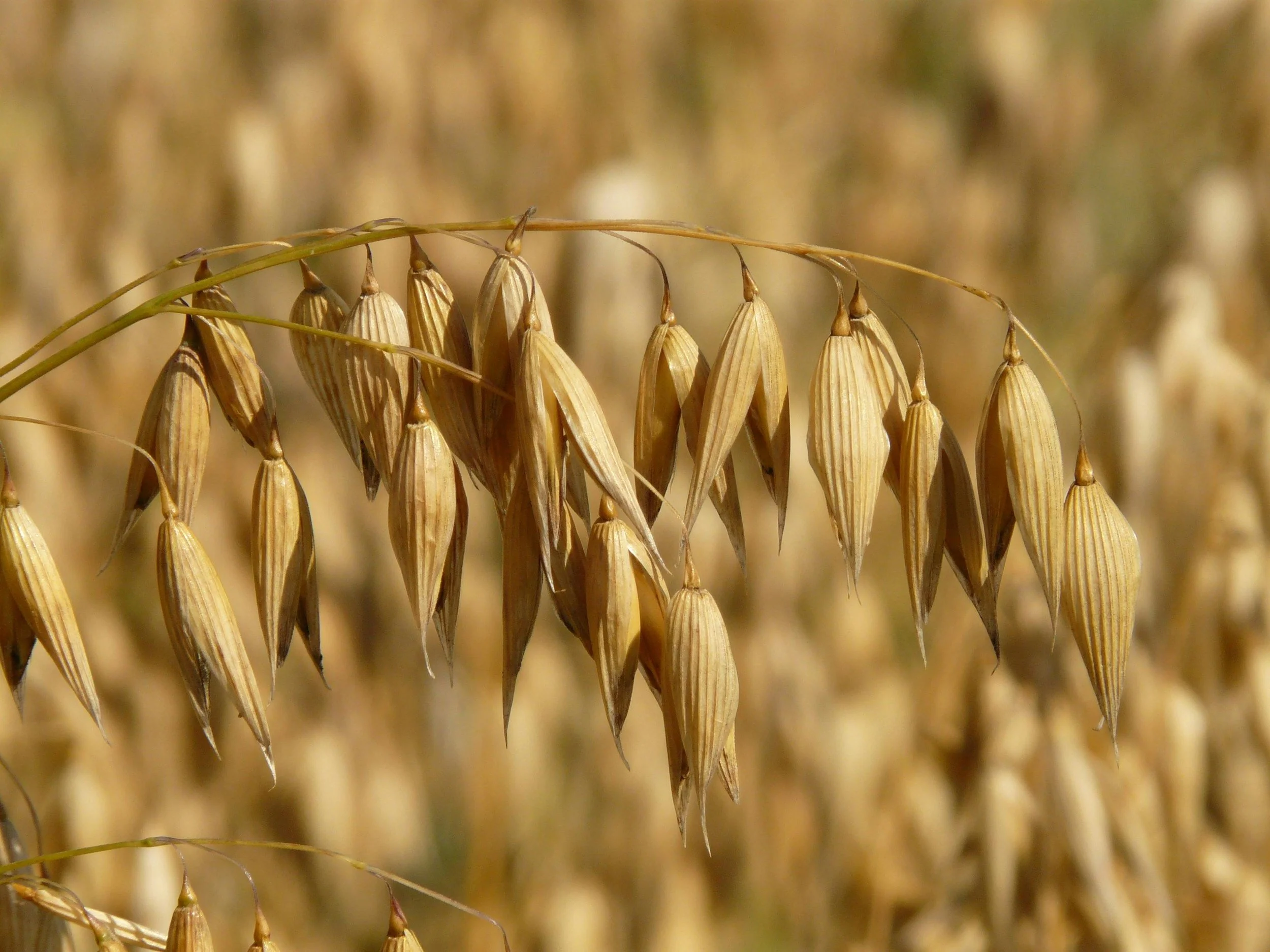 "vegan china" PepsiCo eyes major oat plant in Jiangsu