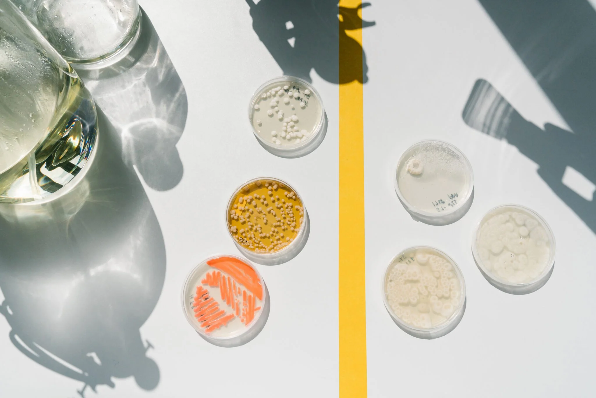 vegan in china cutivated meat China is leading the key technologies for cultivated meat