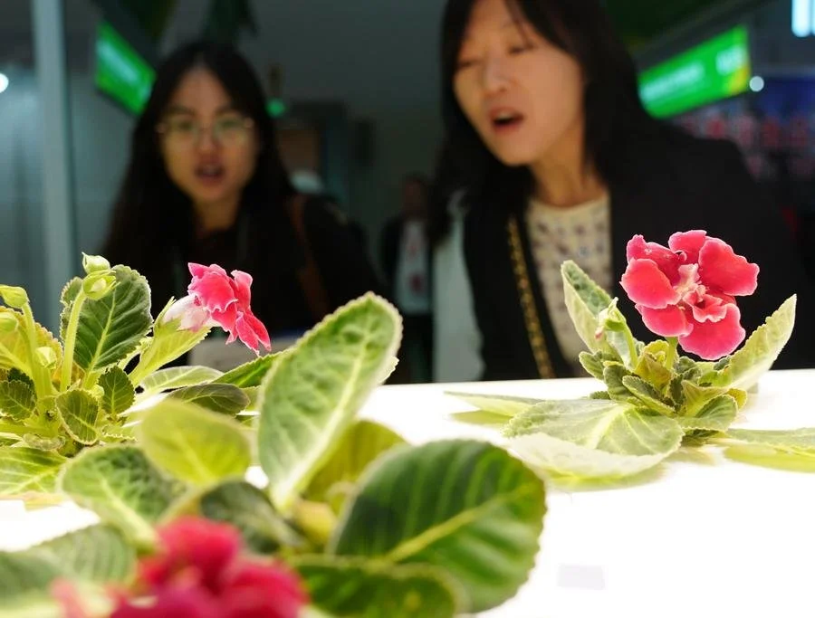 "Vegan in China" Plantable leaflets an embodiment of low-carbon concept