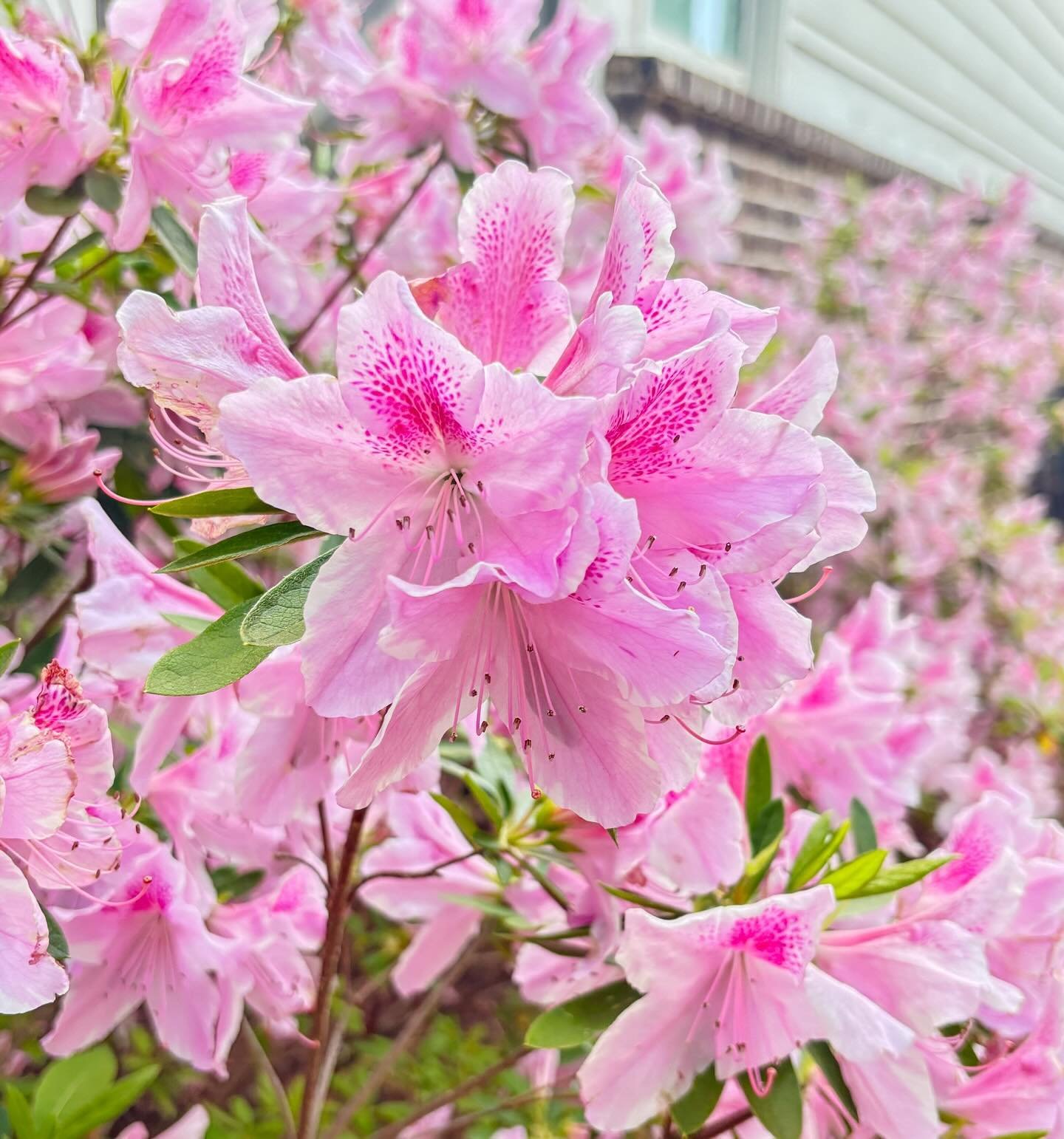 It&rsquo;s Master&rsquo;s Sunday and I&rsquo;m this phone shot of the azaleas from our yard as a permanent placeholder because we finally got to experience Augusta National for the Women&rsquo;s Amateur and all we have to show for it is an obscene am