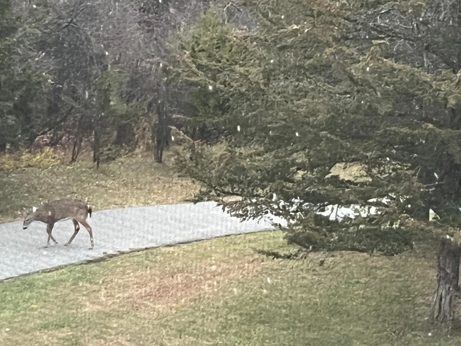 Cue the deer.....