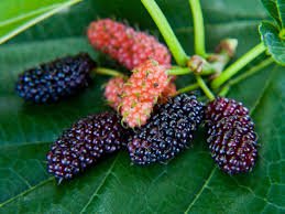 mulberry.jpeg