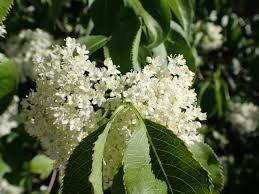 viburnumlentagoflower.jpeg