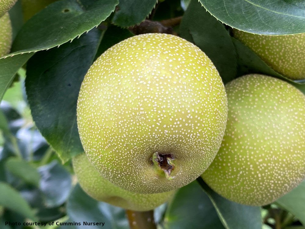 Pear - Yoinashi - 02.jpeg