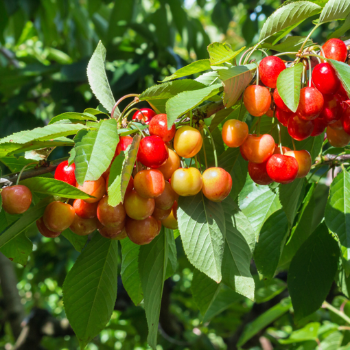 0003753_rainier-cherry_510.png
