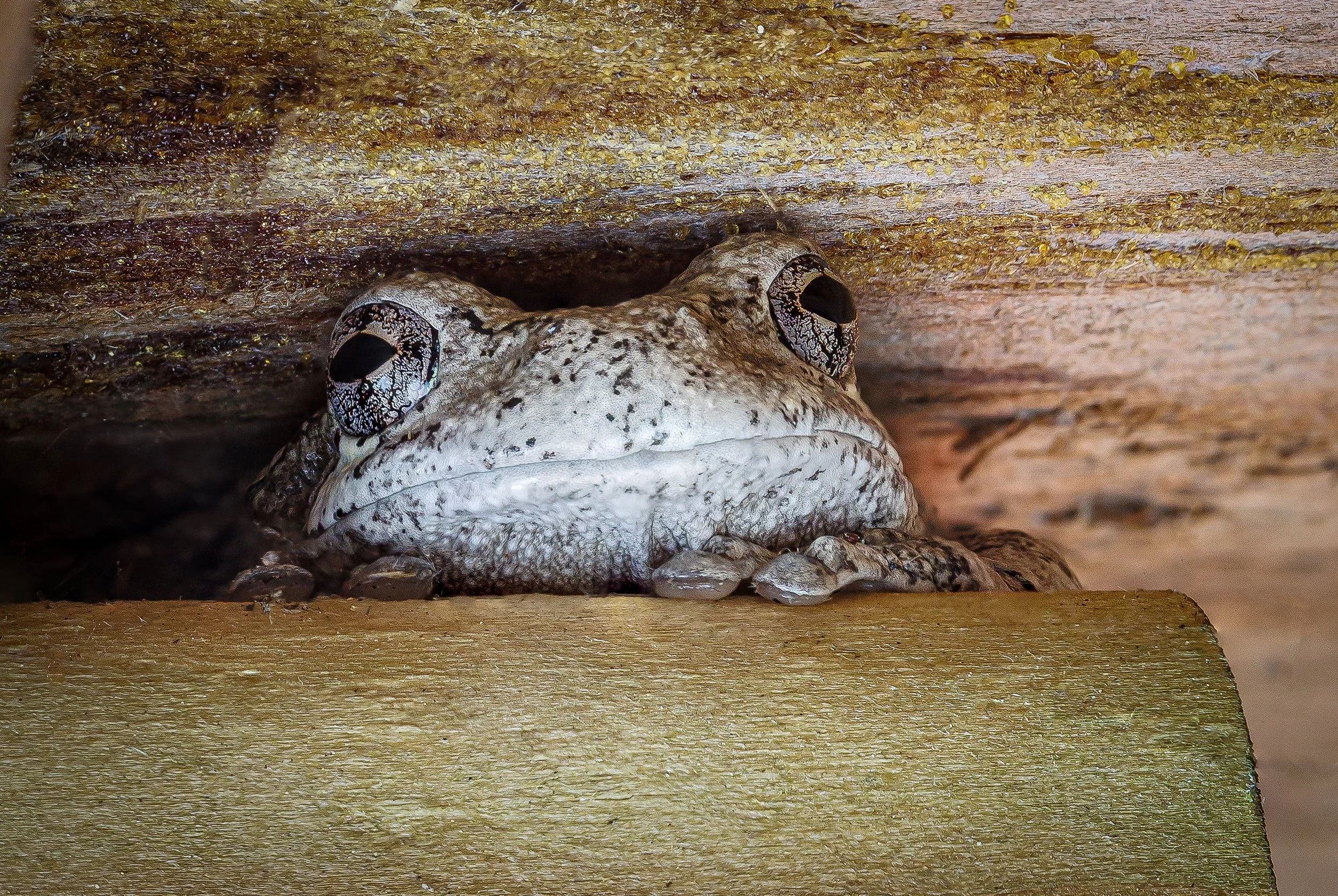 FroggieFresh-250811-1.jpg