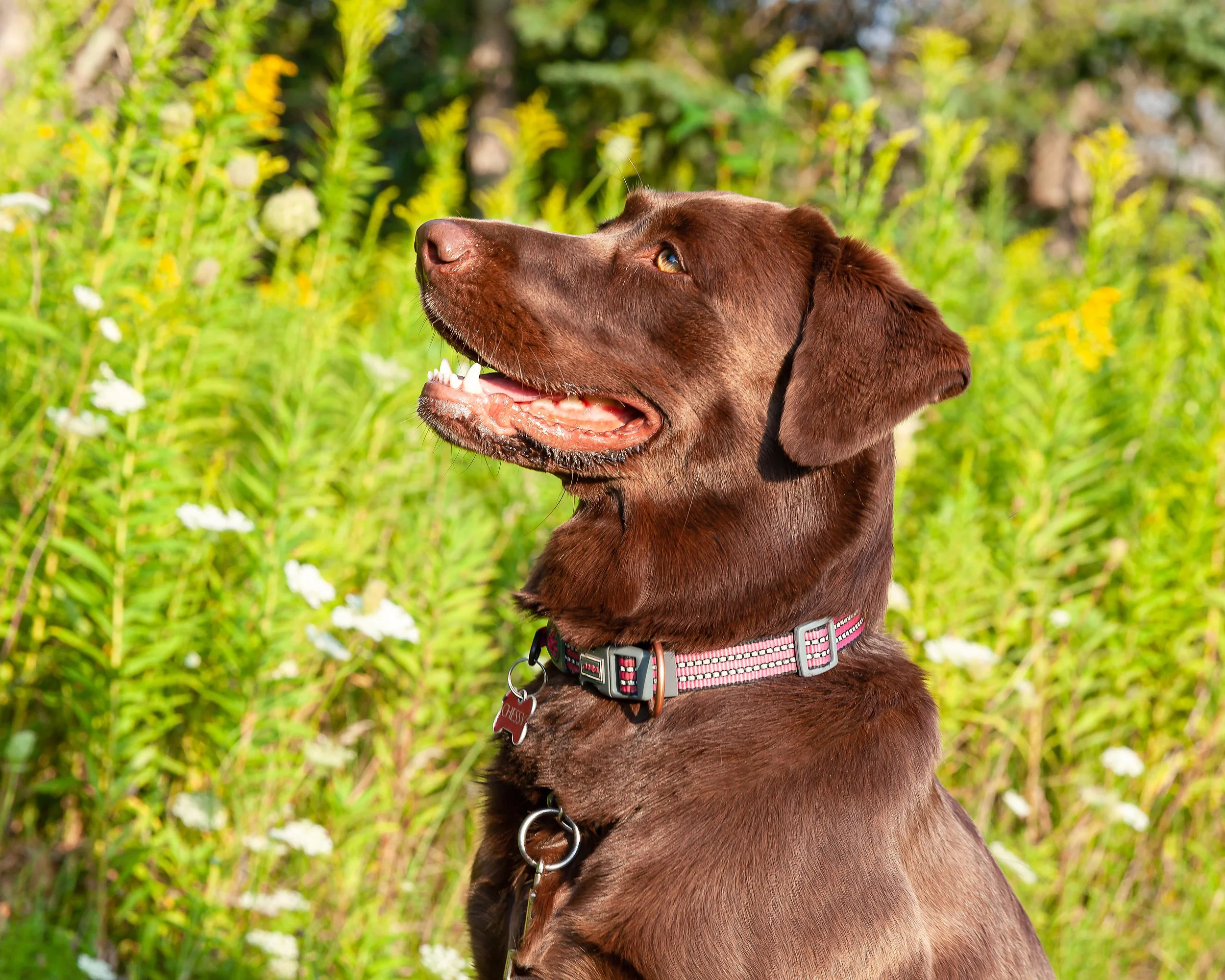 Chessy-20230819-1-2.jpg
