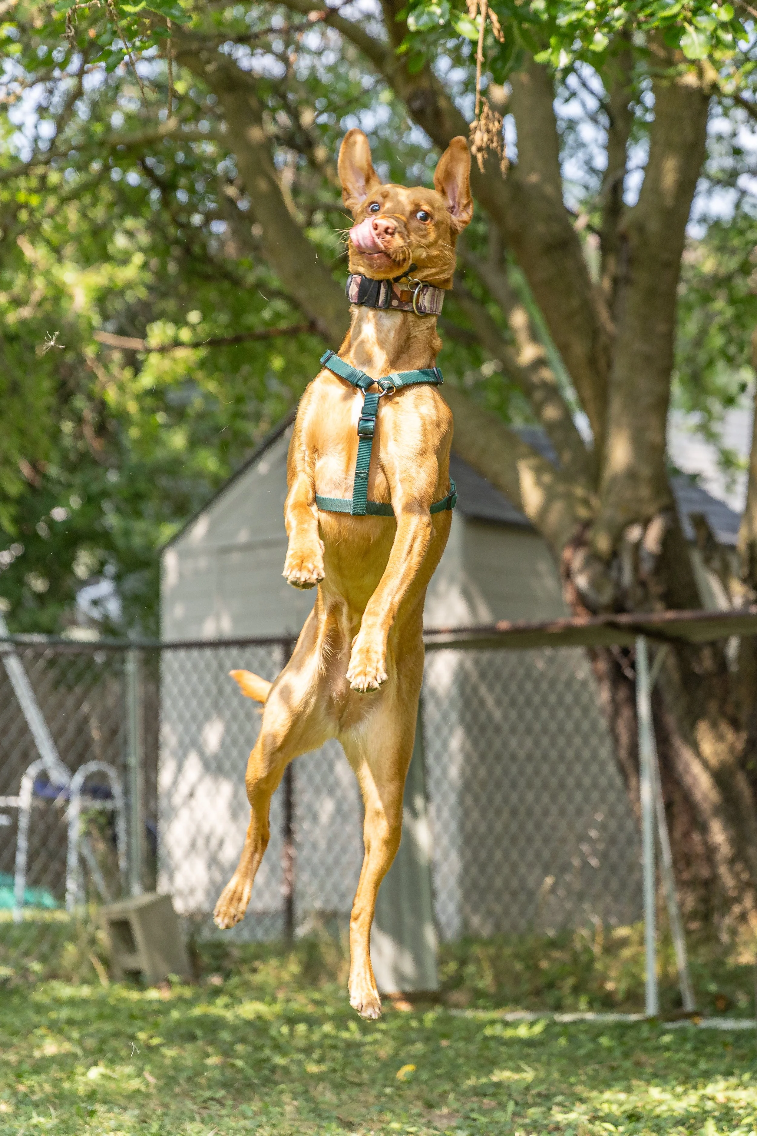LilyFribee-260719-2.jpg