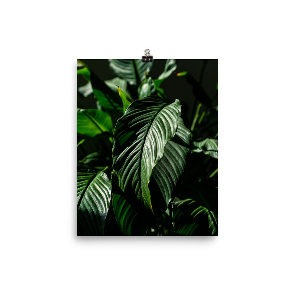 premium-luster-photo-paper-poster-(in)-8x10-transparent-62466e32baa4b.jpg