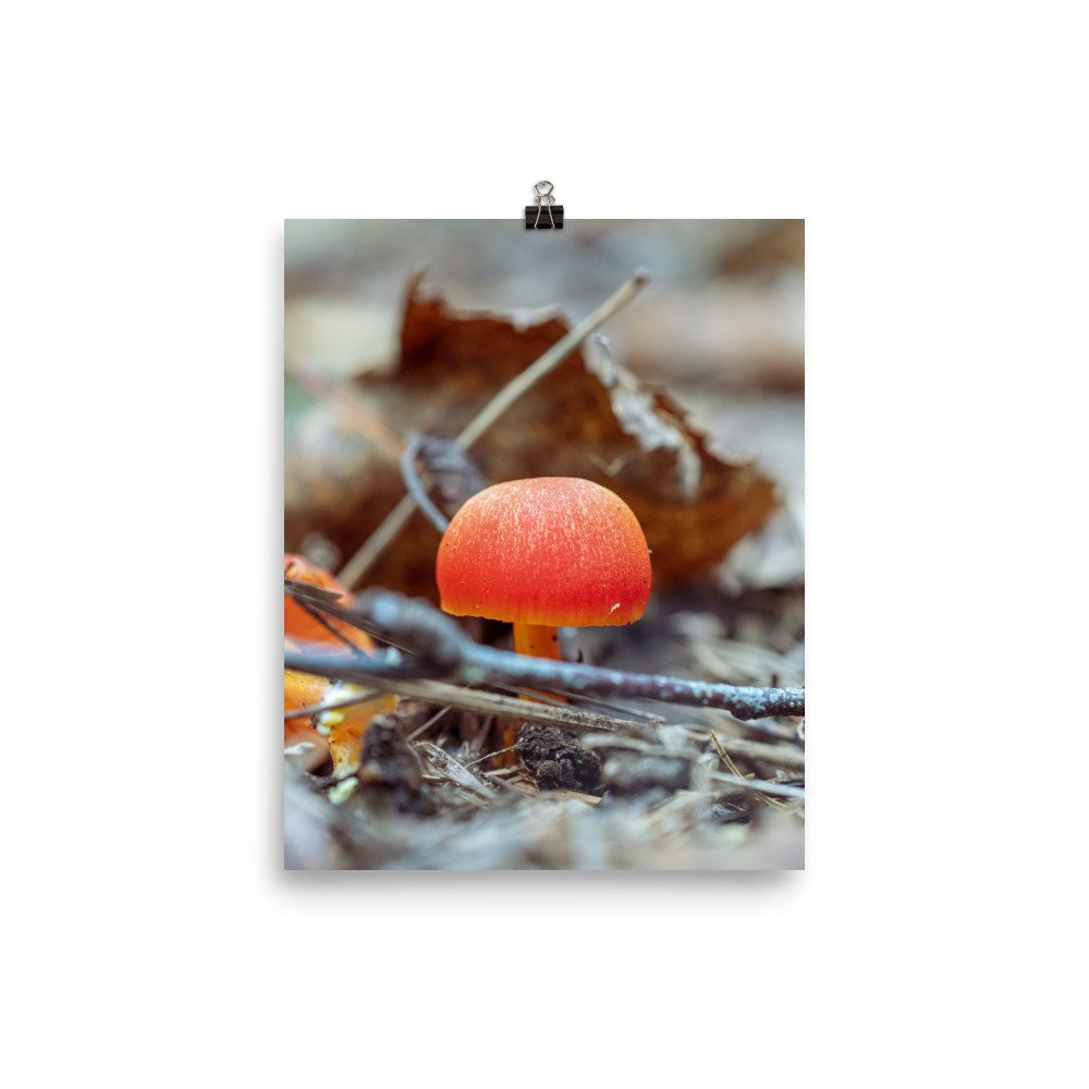 premium-luster-photo-paper-poster-(in)-8x10-transparent-632b984a940b5.jpg