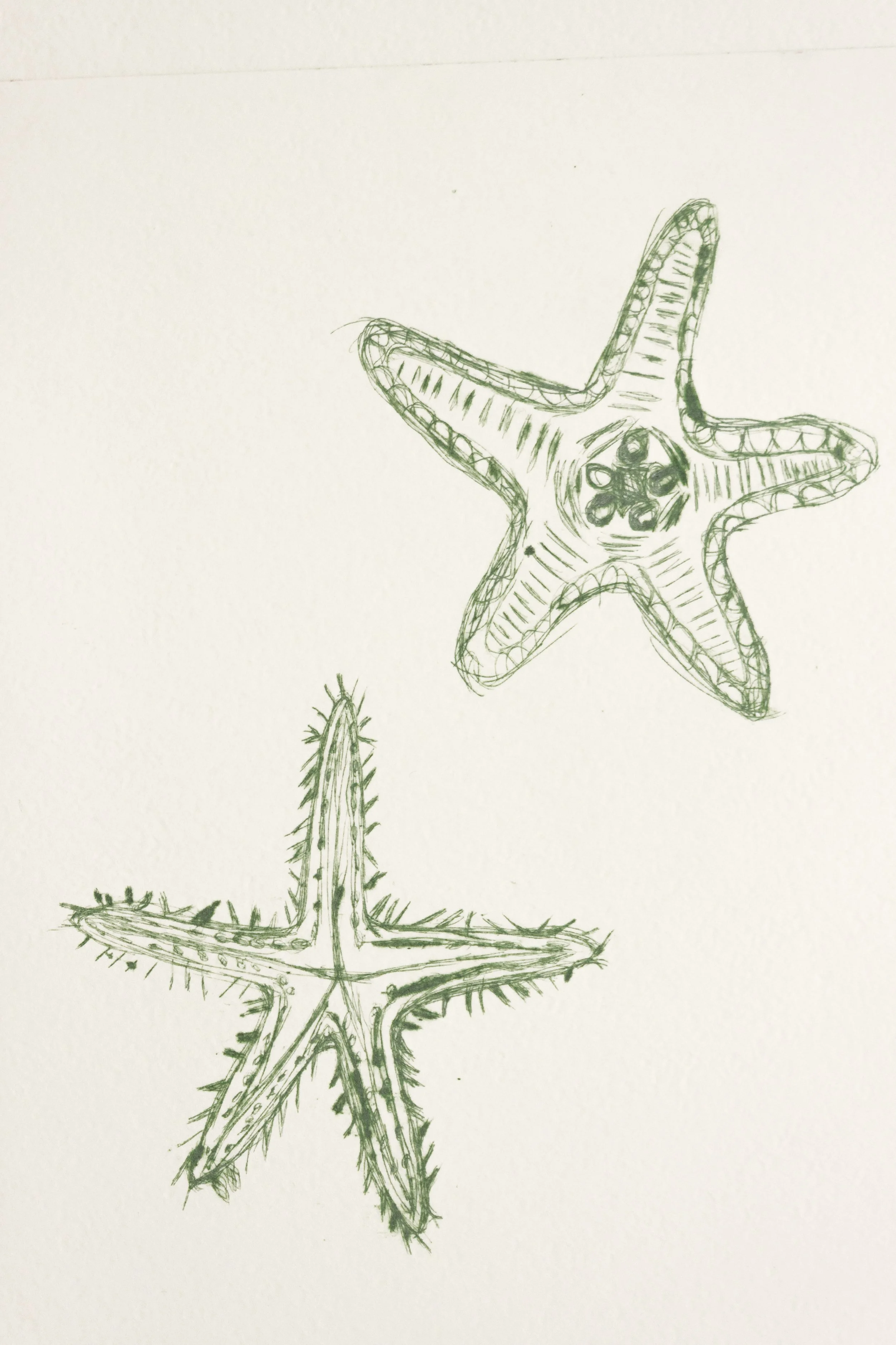 Estrellas de mar