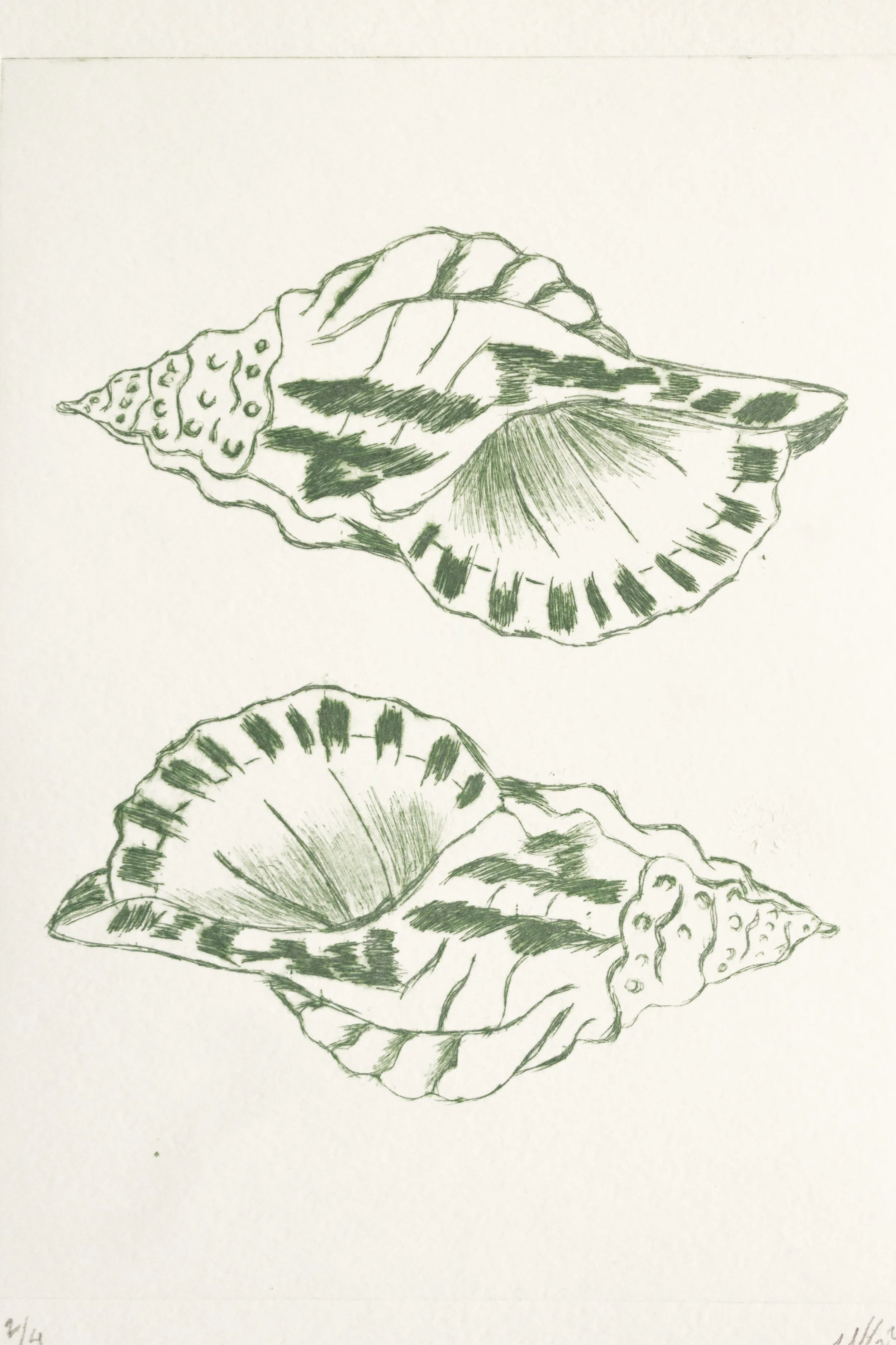 Caracoles